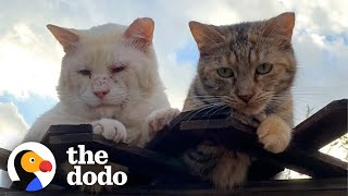 These Two Feral Cats Will Restore Your Faith In True Love  The Dodo Cat Crazy [upl. by Anniken]