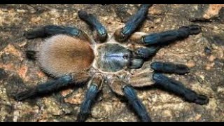 Monocentropus Balfouri Care Video [upl. by Ekihc]