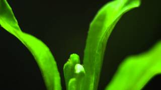 20150131 Lobelia Cardinalis growth in aquarium 10h 20min  404sek movie in 4K Macro by gedasst [upl. by Ahsilra]