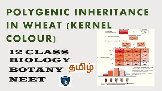 Polygenic Inheritance in Wheat Kernel Colour in Tamil I Classical Genetics I Botany I Class 12 [upl. by Aicarg804]