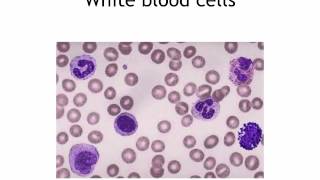 IGCSE 27 Blood Ms Cooper [upl. by Morley]