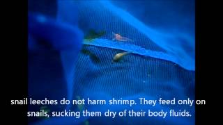 Snail leeches living with cherry red shrimp shrimp eating snail leech [upl. by Atinas]