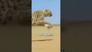 Meet the Fastest Land Animal on Earth animalfacts cheetah [upl. by Tarkany]