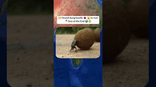 I found dung beetle 🐞 in real on Google Earth old maps 🌎 shorts reels [upl. by Ogires]