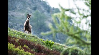 5 curiosità sul camoscio [upl. by Sydelle]