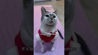 What do y’all want for Christmas❄️ cat cute youtube funny cattricks cutecat [upl. by Kip]