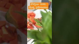 బొప్పాయి పండు యొక్క ప్రయోజనాలు  Papaya Benefits yt food healthyfood shots youtube reelstips [upl. by Noied]