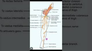 Femoral nerve viralvideo anatomy biology clinicians doctor clinic medicalstudent [upl. by Akemrej]