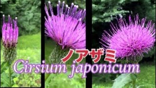 Cirsium japonicumノアザミ [upl. by Kennie680]