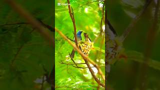 Blacknaped monarch or blue flycatchers birdsshort [upl. by Hayne395]