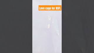 Love cage BSFL insect lovecage bsfl insectfarming [upl. by Kippy907]