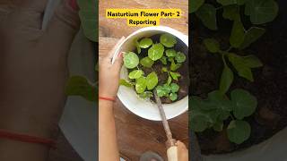 Nasturtium Flower Reporting part2 gardening nasturtium gardening flowers [upl. by Nacim]