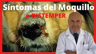 🔴 Cómo empieza el MOQUILLO Síntomas iniciales del DISTEMPER Canino en los Perros Adultos Cachorros [upl. by Onyx]