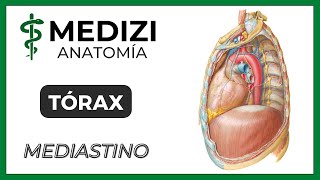 Anatomía del Tórax  Mediastino [upl. by Briant137]