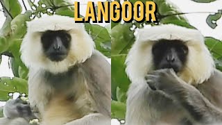 Langoors behavior হনুমানের কীর্তি খাদ্যরসিক হনুমানের দল wildlife animals langoor hanuman [upl. by Cherey]