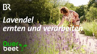 Lavendel Schneiden ernten verarbeiten [upl. by Nylinej595]