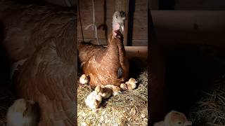 Bourbon red turkey family grows up fast turkeys poultry farmlife [upl. by Yelrahc]