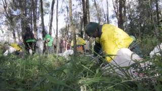 Bushcare in Blacktown City [upl. by Nsaj]