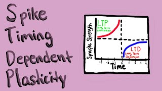 Synaptic Plasticity and STDP in LearningMemory  Breakthrough Junior Challenge 2023 [upl. by Oleic]