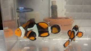 Wild Onxy Clownfish True Percula Pair [upl. by Wootan]