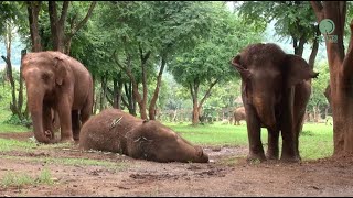 Afternoon Nap Time for KhamLa  ElephantNews [upl. by Lucchesi]