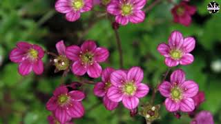 Beautiful Saxifraga Flowers [upl. by Alitha]