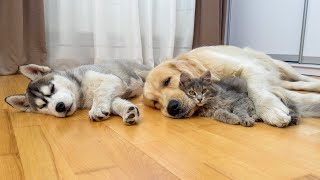 Fluffy Kitten Wont Sleep Without His Dogs [upl. by Ivanna]