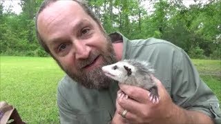 raising baby possums part 1 [upl. by Eloci]