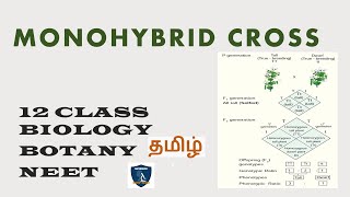 Monohybrid Cross in Tamil I Classical Genetics I Botany I Class12 I TNSCERT  NEET [upl. by Ajat]