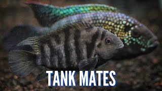 Top 10 Tank Mates for Convict Cichlids [upl. by Akahs890]