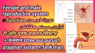 Female and male reproductive systems  Cambridge olevel biology  mdcat neet all levels in 5 min [upl. by Bashee667]