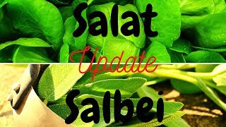 Weißer Salbei  Baby Leaf Salat  Hydroponic Update [upl. by Nairrot]