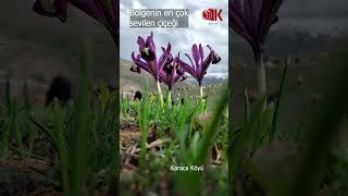 ZambakGulsosin shortvideo flowers ilkbahar bahar koyun morkoyun [upl. by Dewar]