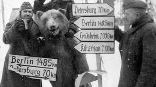 Wojtec the bear who went to war in ww2 [upl. by Arun276]