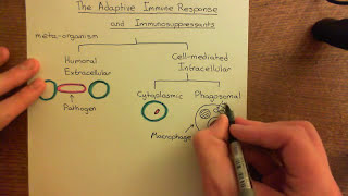 The Adaptive Immune Response and Immunosuppressants Part 1 [upl. by Connelly]