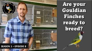 Gouldian Finches House of Gouldians  Season 1 Episode 8 [upl. by Naujal]