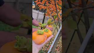 Persimmons last harvest of Nov2024 youtubehighfive youtubeshorts [upl. by Cleres]