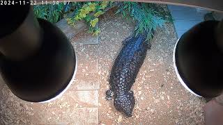 possibly gravid female shingleback skink [upl. by Monafo]