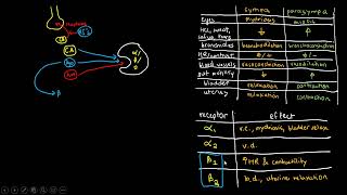 PHARMACOLOGY 29  Adrenergic Agonists [upl. by Parke113]