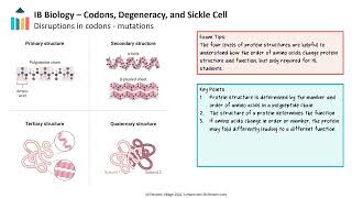 Codons Degeneracy and Sickle Cell IB Biology SLHL [upl. by Bivins]