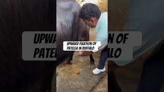 Upward fixation of patella l dr Umar khan [upl. by Elana785]