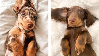 The Best Adorable Dachshund Puppies 🐶 Look Forward To Seeing Them All  Cute Puppies [upl. by Aihk]