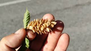 Ostrya carpinifolia  edible Hop Hornbeam seeds surrounded by itching powder [upl. by Outhe164]