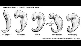 Part V Origin and Evolution of Life Evidences of Organic Evolution [upl. by Pirnot]