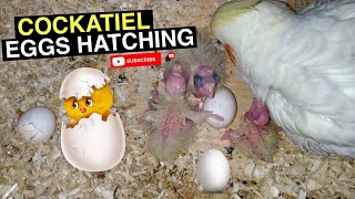 COCKATIEL EGG HATCHING [upl. by Ennairej]