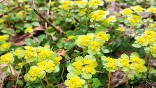 Foraging for early spring grees 5 delicious ways to eat golden saxifrage [upl. by Wells]