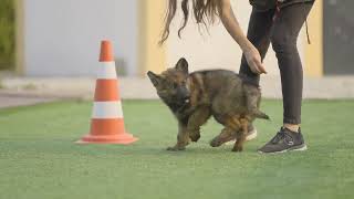 Long Coat GSD working Line PUPPY [upl. by Marinna]