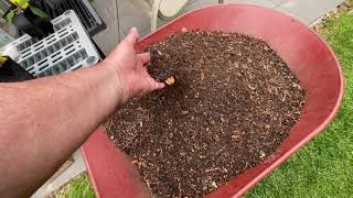 Sifting my Compost  Getting Organic Dirt [upl. by Martelli]