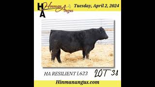 Hinman Angus  April 2 2024 [upl. by Gurevich]