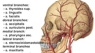 A Carotis externa Tashqi uyqu arteriyasi [upl. by Noiemad]